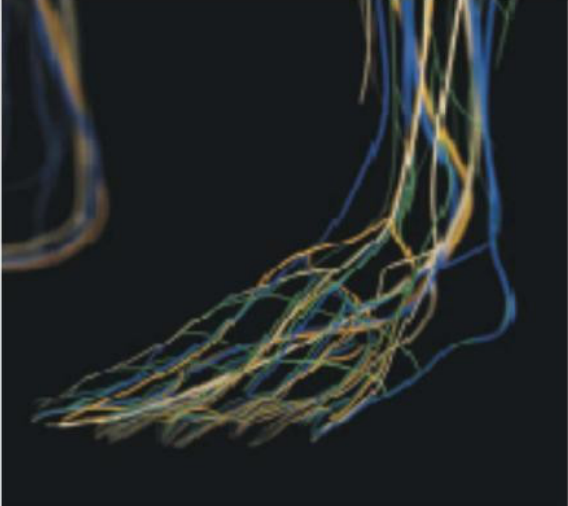 There are tiny blood vessels that run through the foot.
